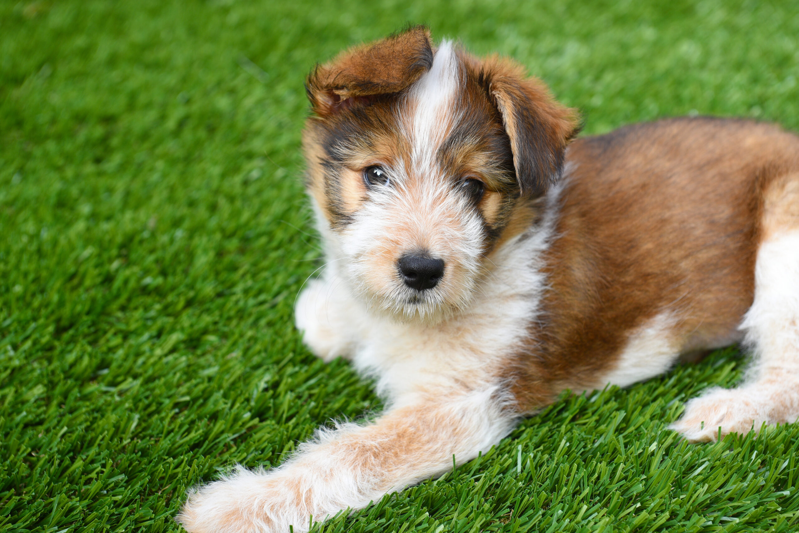 Pet turf installation in North Texas