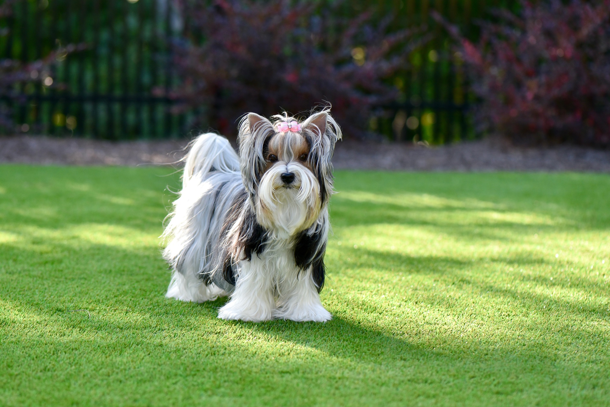 Pet turf installation for dogs - Green Forever Turf Texas