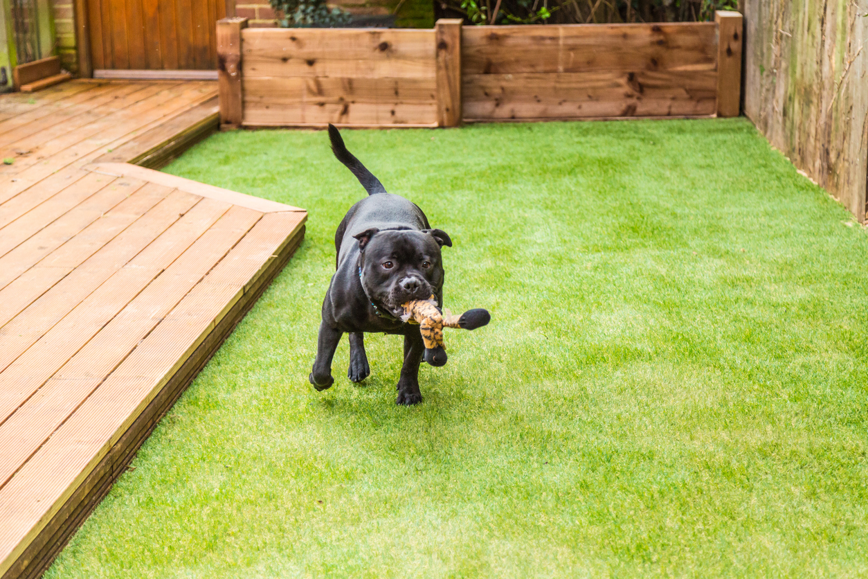 Pet-friendly artificial turf installation in North Texas