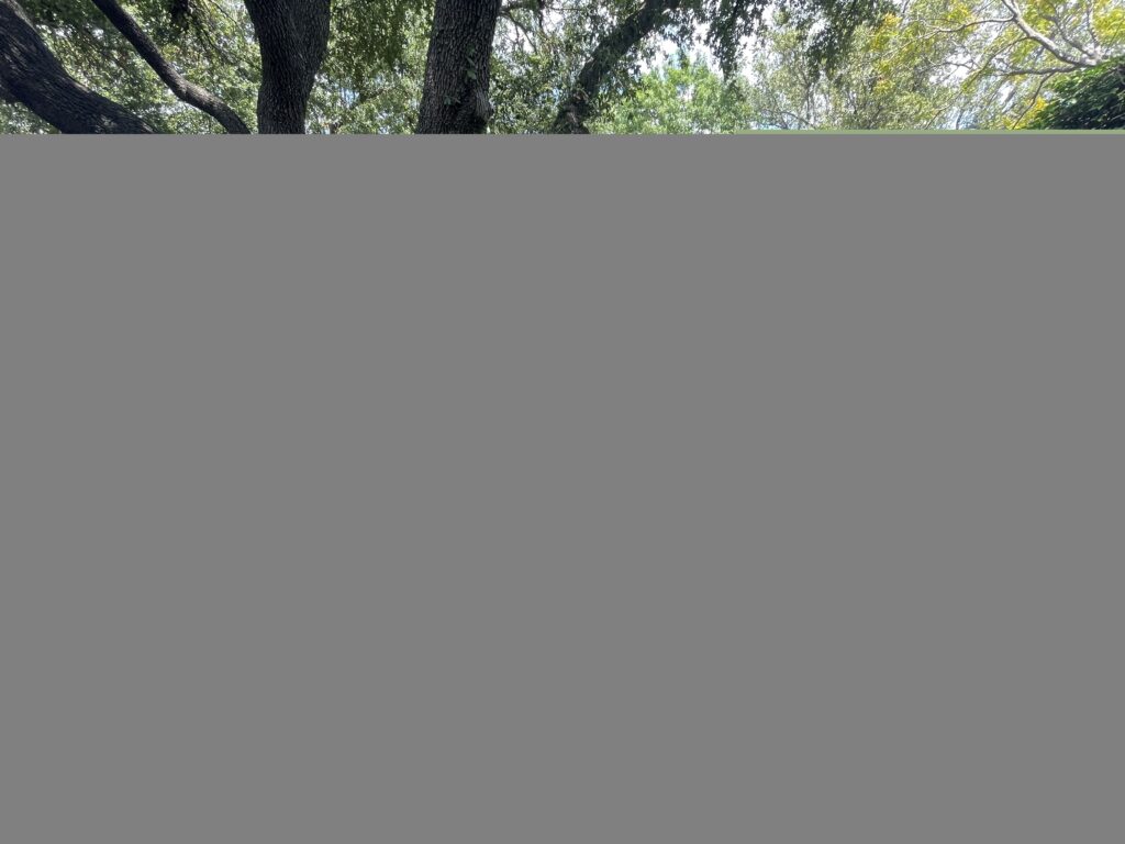 Backyard putting green under mature oak trees